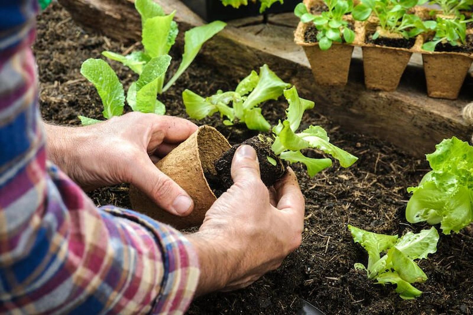 Sustainable gardening