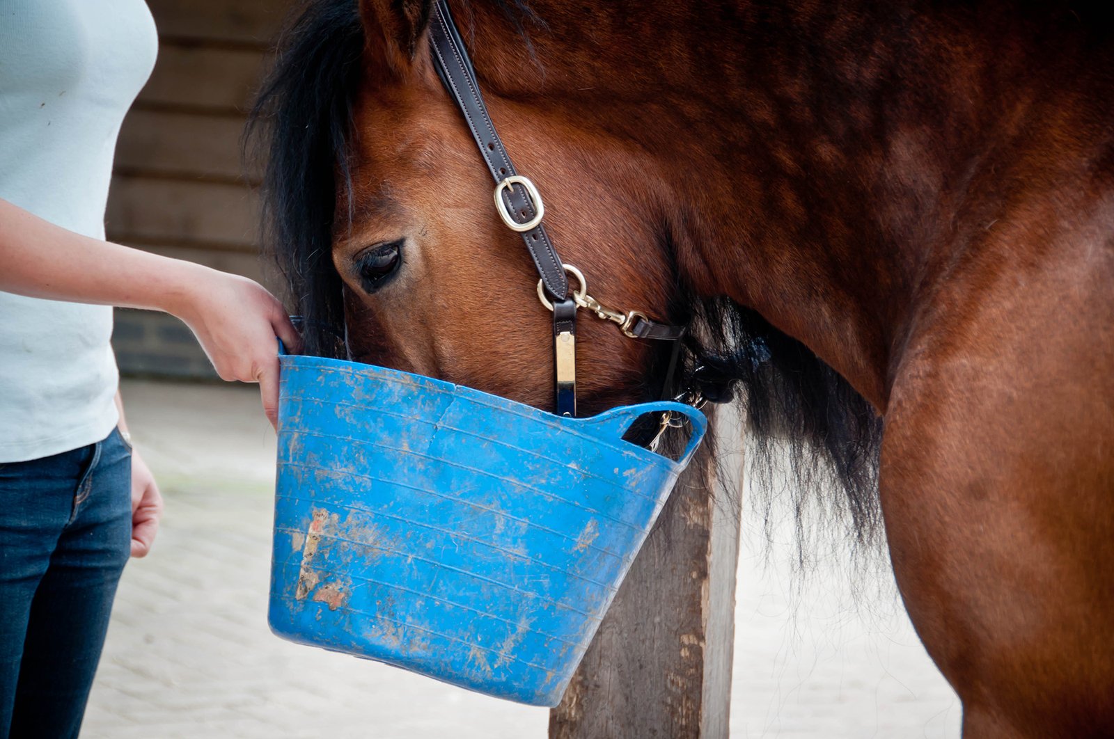 The Right Grass Seed Mix For A Horse Or Pony Prone To Laminitis